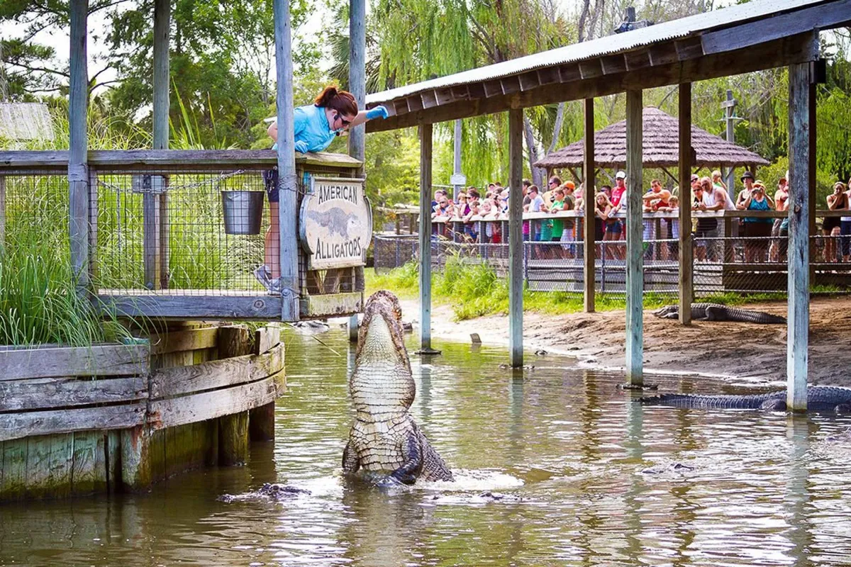 This image captures an outdoor alligator feeding show with a professional handler, a captivated crowd, and clear signage. The lively scene features visitors engaging with local wildlife in an authentic, educational setting.